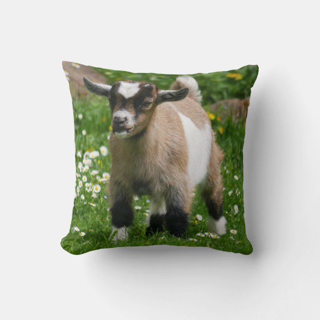 Cojín Decorativo Nigeriano Adorable niño de cabra enana (Anverso)