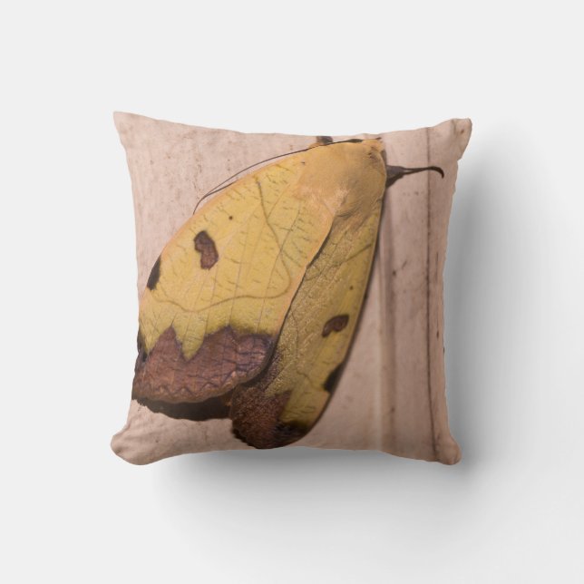 Cojín Decorativo Ophiusa tirhaca, el drab verde (Anverso)