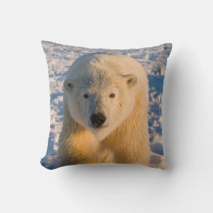 Cojín Decorativo oso polar, Ursus maritimus, oso polar en hielo