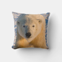 oso polar, Ursus maritimus, oso polar en hielo