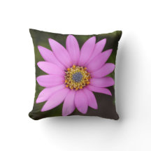 Osteospermum Cushion