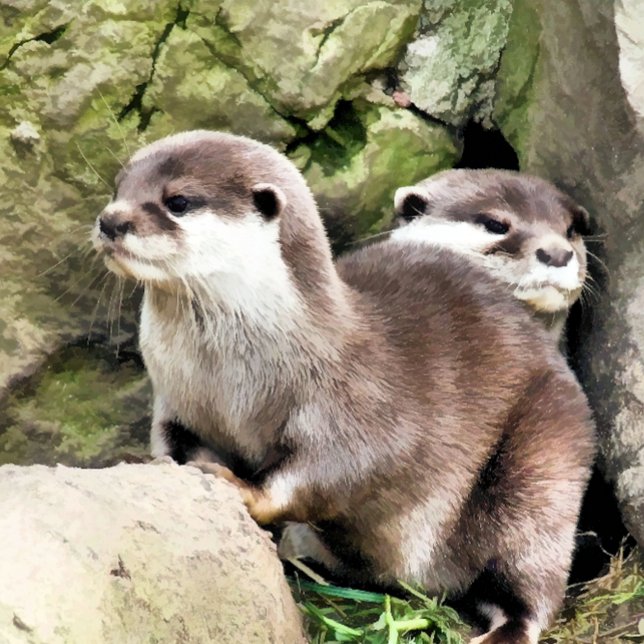 COJÍN DECORATIVO OTTERS (Subido por el creador)