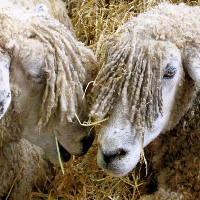COJÍN DECORATIVO OVEJAS (Two beautiful Cotswold sheep captured photographically in a funny moment talking to each other.)