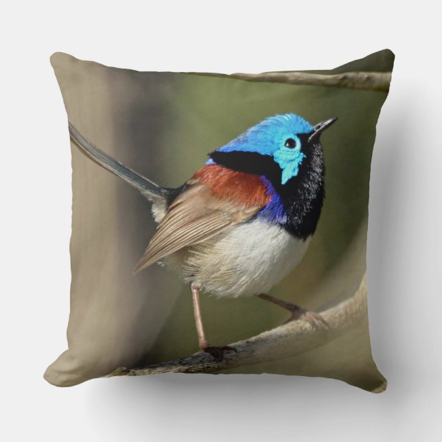 Cojín Decorativo Pájaro - Fairywren variado (Anverso)