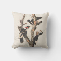 Panceta leonera audubon