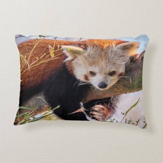 Cojín Decorativo Panda rojiza perezosa (Reverso)