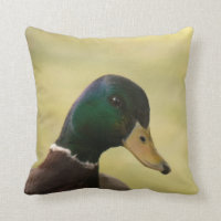 Pato del pato silvestre