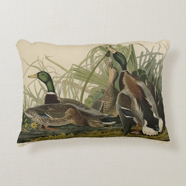 Cojín Decorativo Pato Mallard de los pájaros de América de Audubon (Anverso)