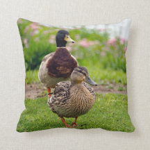 Pato Mallard Pair