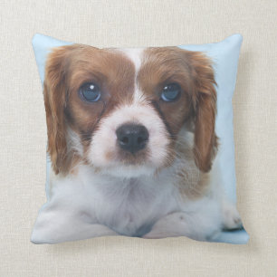 Cojín Decorativo Perrito arrogante del perro de aguas de rey