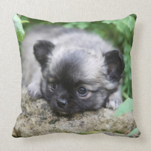 Cojín Decorativo Perrito de pelo largo de la chihuahua