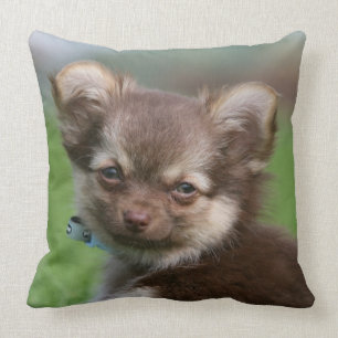 Cojín Decorativo Perrito de pelo largo de la chihuahua que mira la