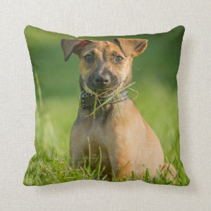 Cojín Decorativo Perrito en la hierba