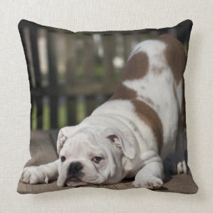 Cojín Decorativo Perrito inglés del bulldog