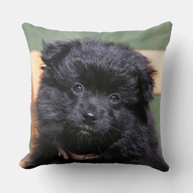 Cojín Decorativo Perrito negro de Pomeranian (Anverso)