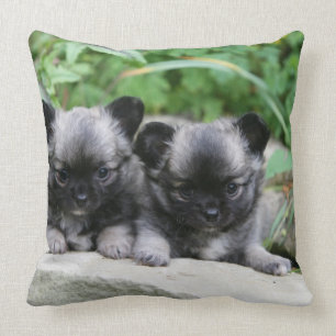 Cojín Decorativo Perritos de pelo largo de la chihuahua