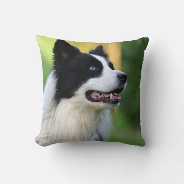 Cojín Decorativo Perro collie de borde blanco y negro (Anverso)