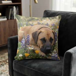 Cojín Decorativo Perro Cur de Boca Negra