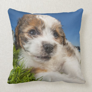 Cojín Decorativo Perro de perrito lindo (Shitzu)