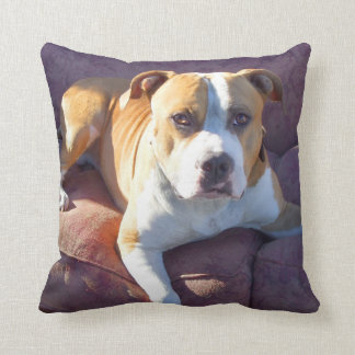 Cojín Decorativo Perro del terrier de Pitbull