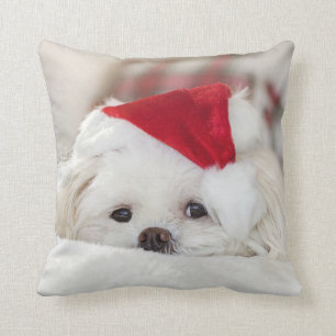 Cojín Decorativo Perro picante maltés blanco y blanquecino en un So