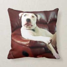 perro pit bull blanco divertido en el sofá