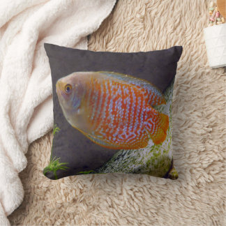 Cojín Decorativo Pescado de Dwarf Gourami