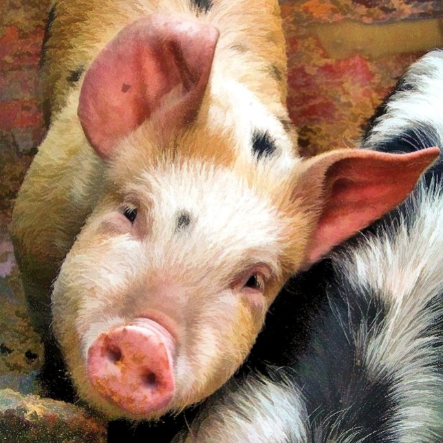 COJÍN DECORATIVO PIGS (Subido por el creador)