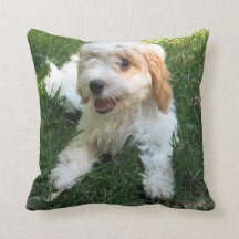 Pilar fotográfico personalizado de Cavachon, perro