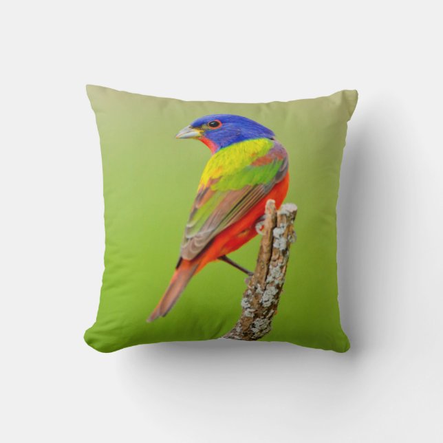 Cojín Decorativo Pintor (Passerina ciris) Macho Posado (Anverso)