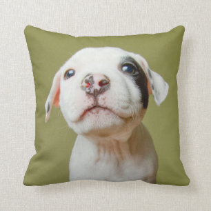 Cojín Decorativo Pitbull con el ojo manchado negro