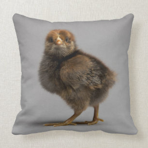 Cojín Decorativo Pollo del bebé