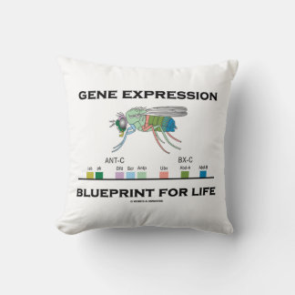 Cojín Decorativo Programa De Expresión Genética Para Genes Homeobox