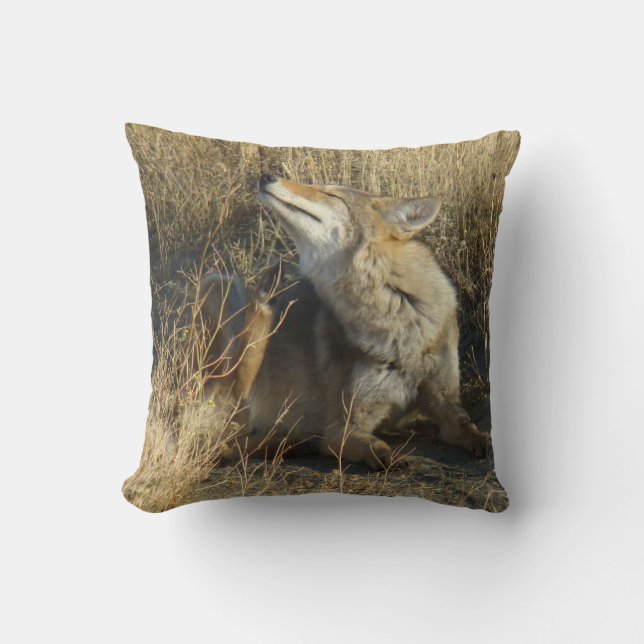 Cojín Decorativo R17 Coyote Rascando (Anverso)