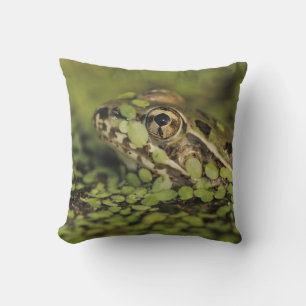 Cojín Decorativo Rana leopardo del Río Grande, Rana berlandieri,