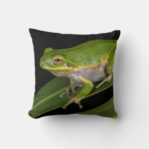 Cojín Decorativo Rana verde (Hyla cinerea) 2