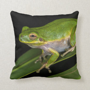 Cojín Decorativo Rana verde (Hyla cinerea) 2