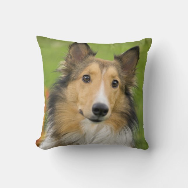 Cojín Decorativo Rough Collie, perro (Anverso)