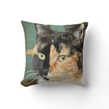 Ruby el Tortie y el White de seis años