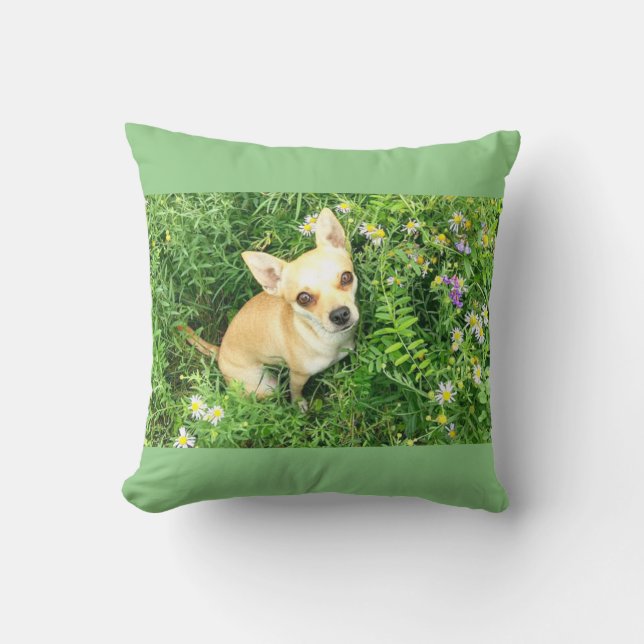 Cojín Decorativo Sage green chihuahua tirando almohada. (Anverso)