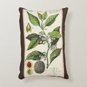 Cojín Decorativo Semillas de Frutas de la Planta de Nuez Moscada Vi