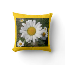 Shasta Daisies (Chrysanthemum máximo)