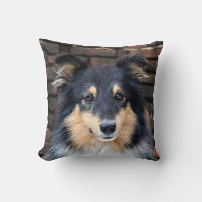 Cojín Decorativo Sheltie tricolor (Anverso)
