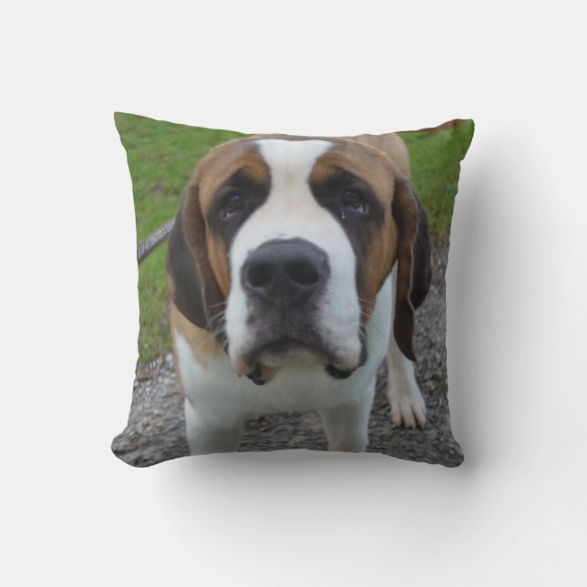 Cojín Decorativo St Bernard curioso (Anverso)