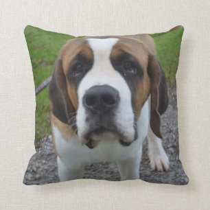 Cojín Decorativo St Bernard curioso