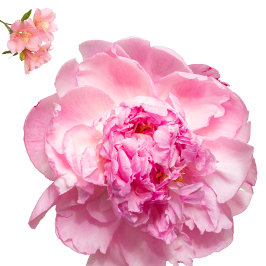 Cojín Decorativo Throw Pillow