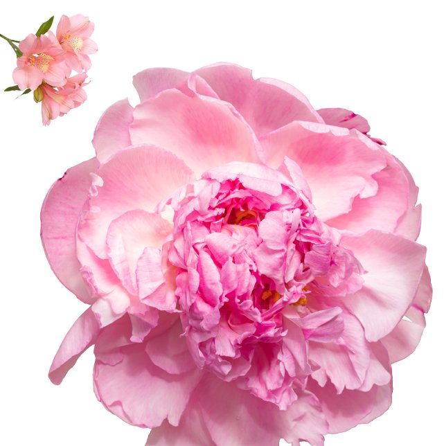 Cojín Decorativo Throw Pillow (Nice pillow
https://www.zazzle.com/throw_pillow-256753760146163943)