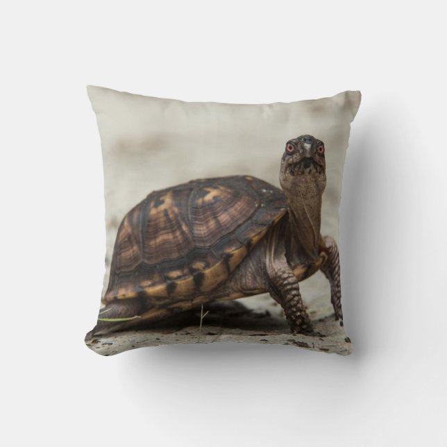 Cojín Decorativo Tortuga de caja común (Anverso)