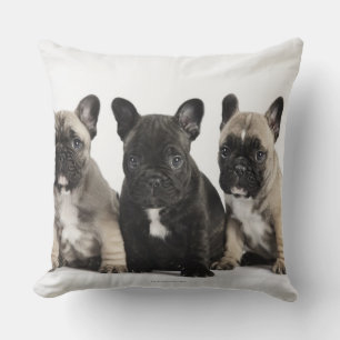 Cojín Decorativo Tres perritos pedigríes