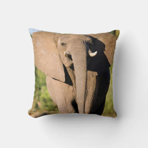 Cojín Decorativo Un elefante africano (Loxodonta Africana) camina